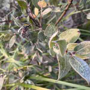 Sand dune willow(Salix cordata)