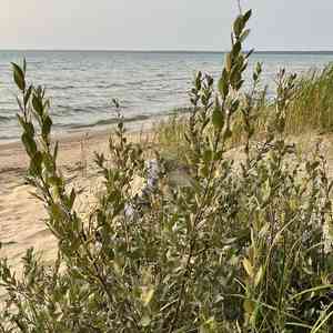 Sand dune willow(Salix cordata)