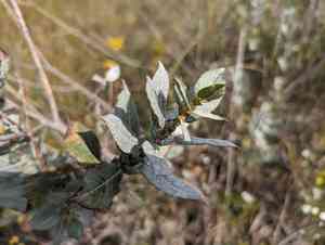 Sand dune willow(Salix cordata)