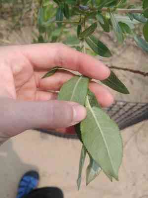 Sand dune willow(Salix cordata)