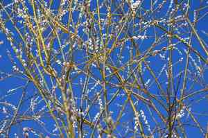 European violet-willow(Salix daphnoides)