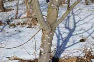 European violet-willow(Salix daphnoides)