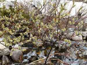 European violet-willow(Salix daphnoides)