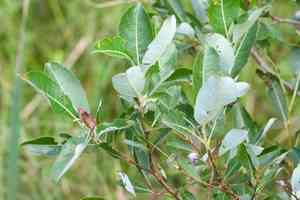 Pussy willow(Salix discolor)