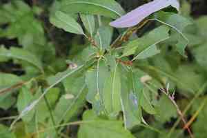 Pussy willow(Salix discolor)