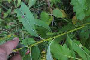 Pussy willow(Salix discolor)