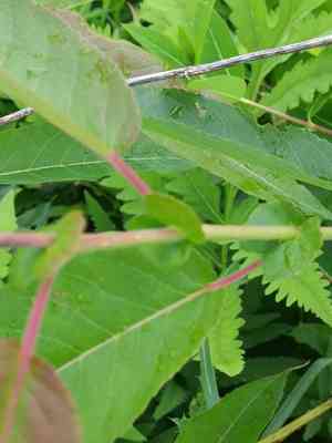 Missouri river willow(Salix eriocephala)