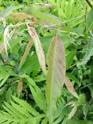 Missouri river willow(Salix eriocephala)
