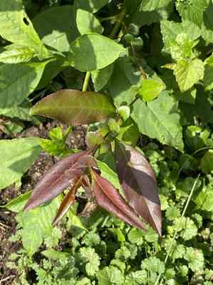 Missouri river willow(Salix eriocephala)