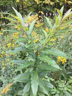 Missouri river willow(Salix eriocephala)