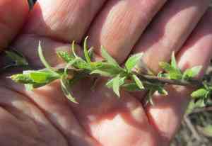Narrowleaf willow(Salix exigua)