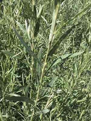Narrowleaf willow(Salix exigua)