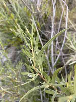 Narrowleaf willow(Salix exigua)
