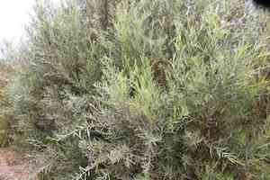 Narrowleaf willow(Salix exigua)
