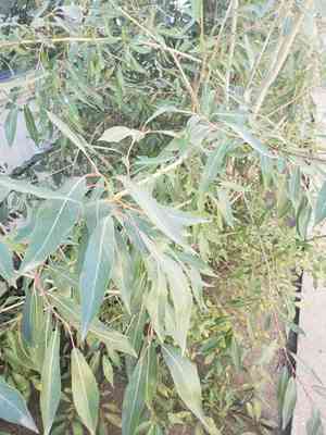 Hungry willow(Salix famelica)