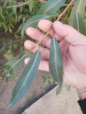 Hungry willow(Salix famelica)