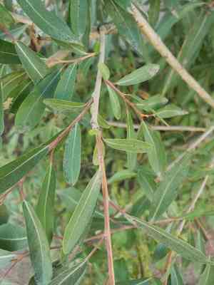 Hungry willow(Salix famelica)