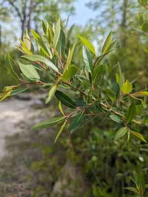 Hungry willow(Salix famelica)