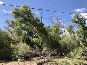 Goodding's willow(Salix gooddingii)