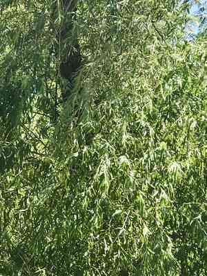 Goodding's willow(Salix gooddingii)