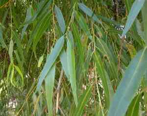 Chilean pencil willow(Salix humboldtiana)