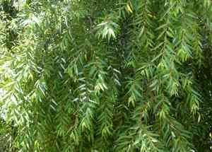 Chilean pencil willow(Salix humboldtiana)