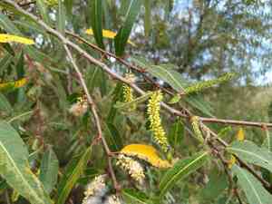 Chilean pencil willow(Salix humboldtiana)