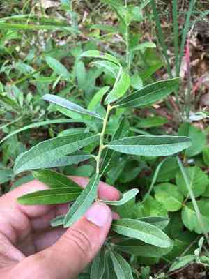 Prairie willow(Salix humilis)