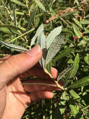 Prairie willow(Salix humilis)