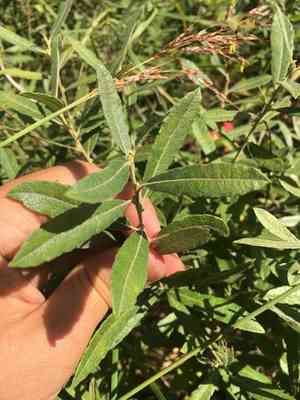 Prairie willow(Salix humilis)