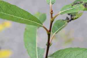 Prairie willow(Salix humilis)