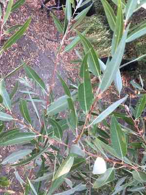Red Willow(Salix laevigata)