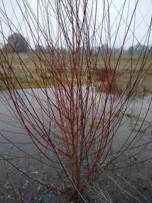 Red Willow(Salix laevigata)