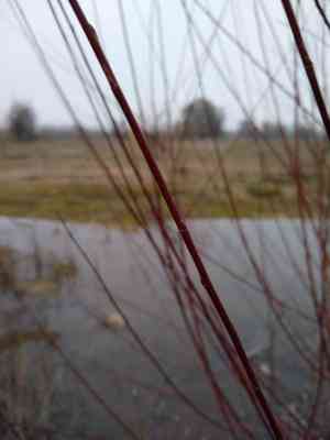 Red Willow(Salix laevigata)