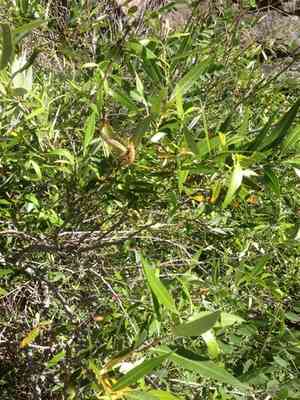 Red Willow(Salix laevigata)