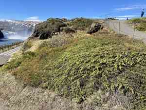 Woolly willow(Salix lanata)