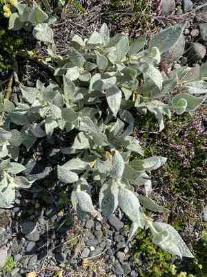 Woolly willow(Salix lanata)