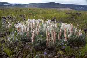 Woolly willow(Salix lanata)