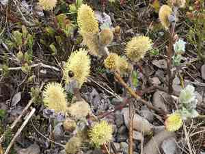 Woolly willow(Salix lanata)