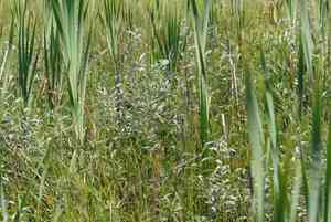 Downy willow(Salix lapponum)