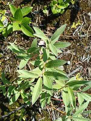 Downy willow(Salix lapponum)