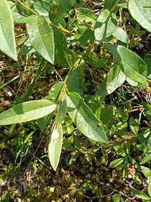 Downy willow(Salix lapponum)