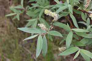 Downy willow(Salix lapponum)