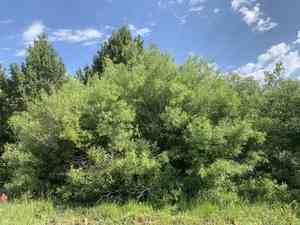 Lemmon's willow(Salix lemmonii)