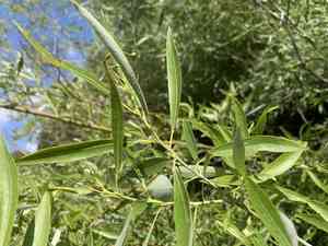 Lemmon's willow(Salix lemmonii)