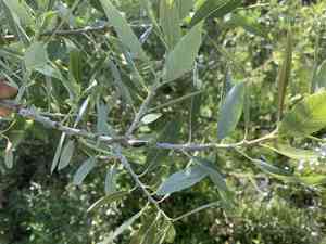 Lemmon's willow(Salix lemmonii)