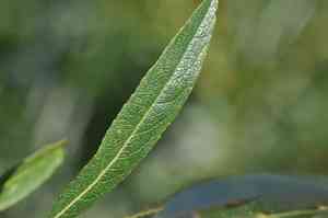 Lemmon's willow(Salix lemmonii)