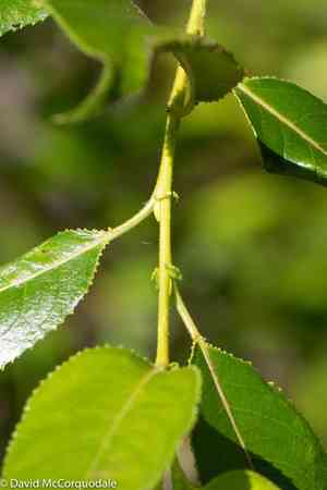 Shining willow(Salix lucida)