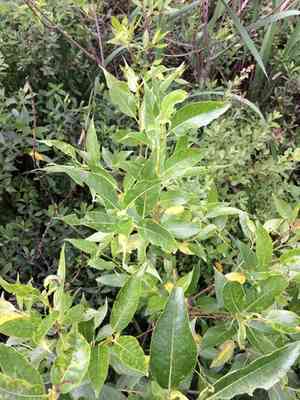Shining willow(Salix lucida)