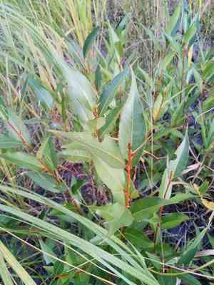Shining willow(Salix lucida)